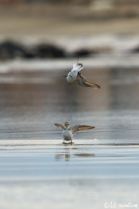 Fratino - Charadrius alexandrinus