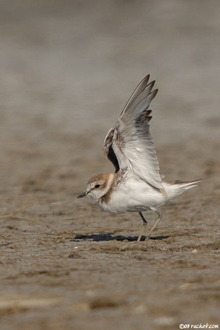 Gravelot à collier interrompu - Charadrius alexandrinus