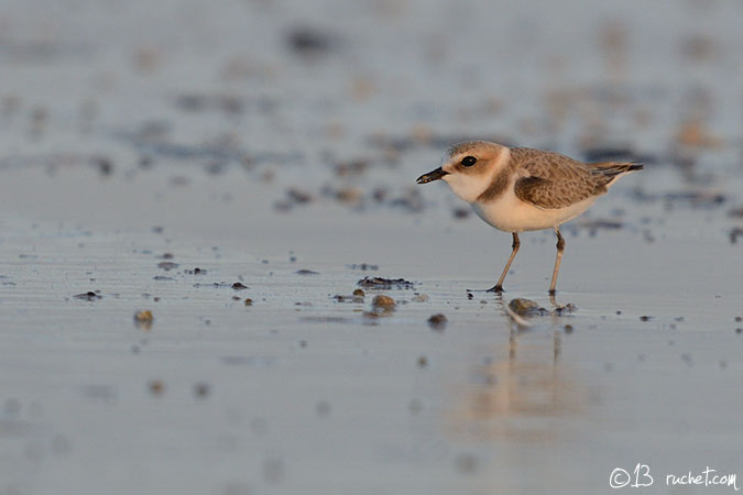 Gravelot à collier interrompu - Charadrius alexandrinus