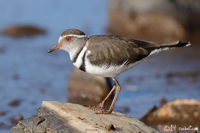 Corriere dai tre collari - Charadrius tricollaris