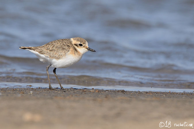 Gravelot pâtre - Charadrius pecuarius