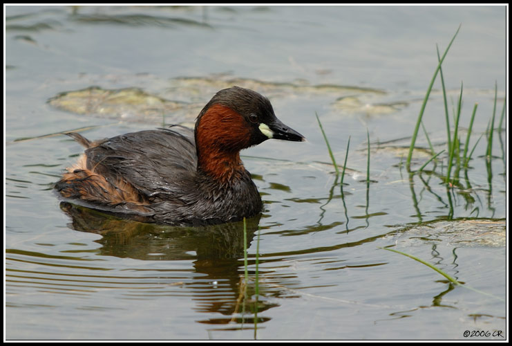 Grèbe castagneux - Tachybaptus ruficollis