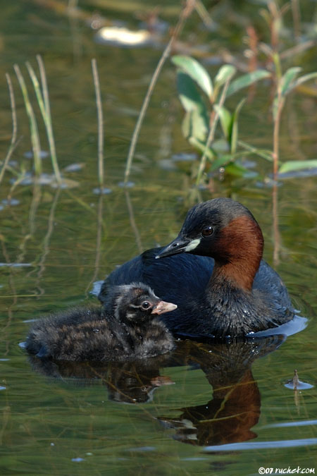 Grèbe castagneux - Tachybaptus ruficollis