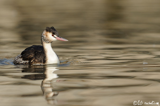 Grèbe huppé - Podiceps cristatus