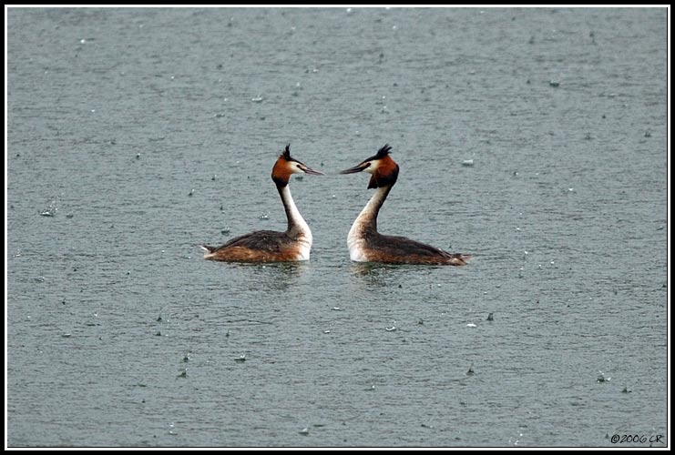 Haubentaucher - Podiceps cristatus