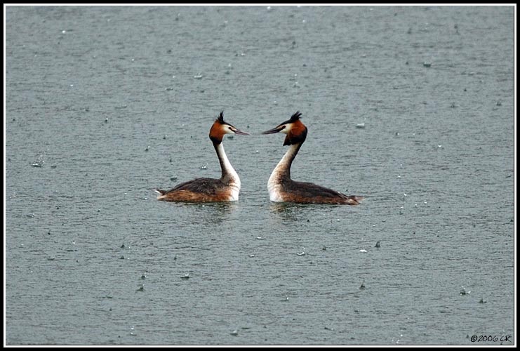 Grèbe huppé - Podiceps cristatus