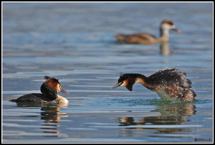 Grèbe huppé - Podiceps cristatus