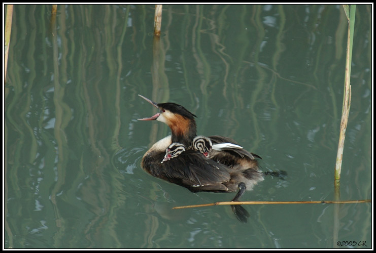 Grèbe huppé - Podiceps cristatus