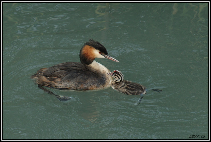 Grèbe huppé - Podiceps cristatus