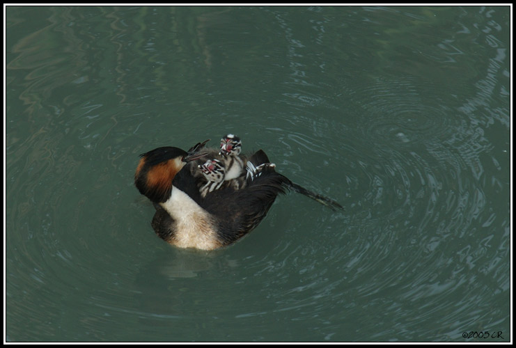 Grèbe huppé - Podiceps cristatus