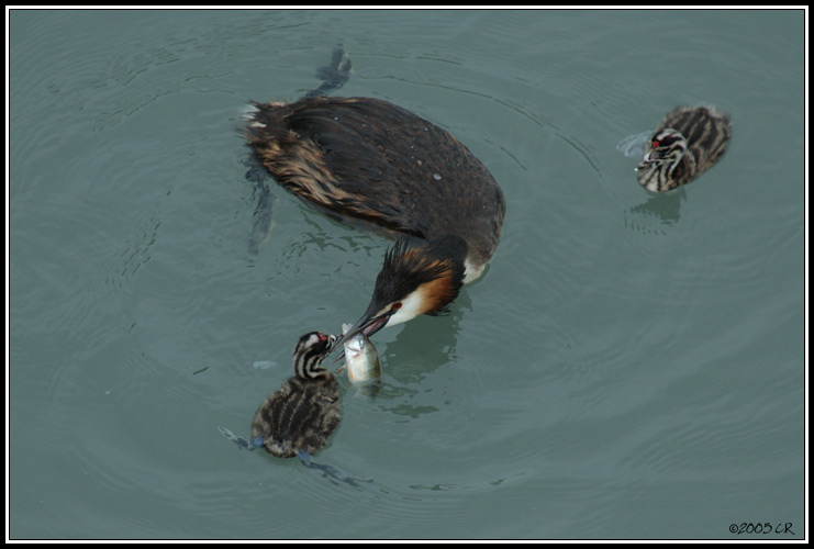 Grèbe huppé - Podiceps cristatus