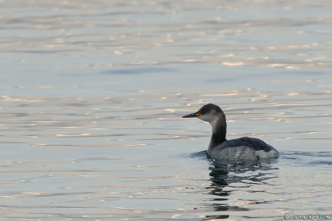 Rothalstaucher - Podiceps grisegena