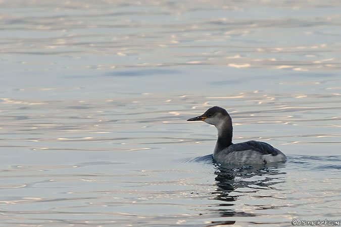 Grèbe jougris - Podiceps grisegena