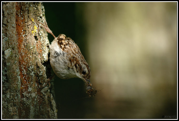 Grimpereau des jardins - Certhia brachydactyla