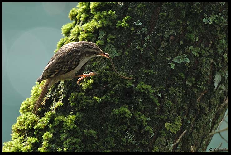 Gartenbaumläufer - Certhia brachydactyla