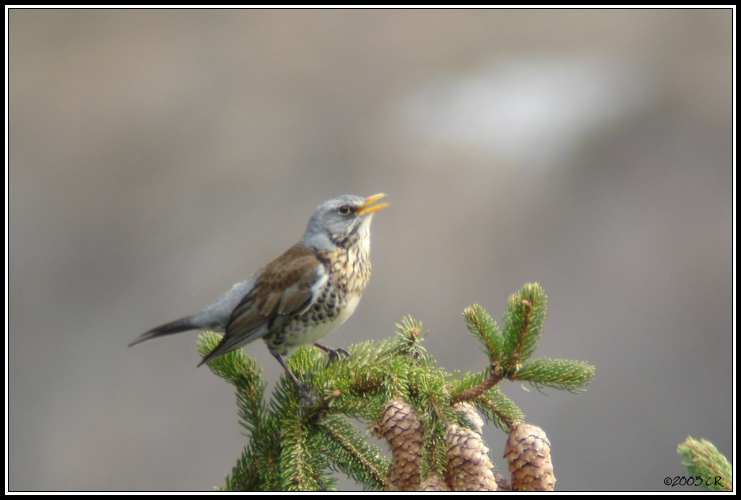 Grive litorne - Turdus pilaris