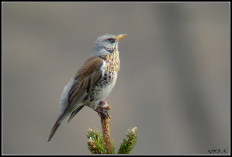 Grive litorne - Turdus pilaris