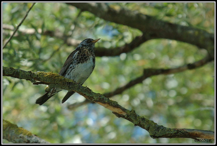 Grive litorne - Turdus pilaris