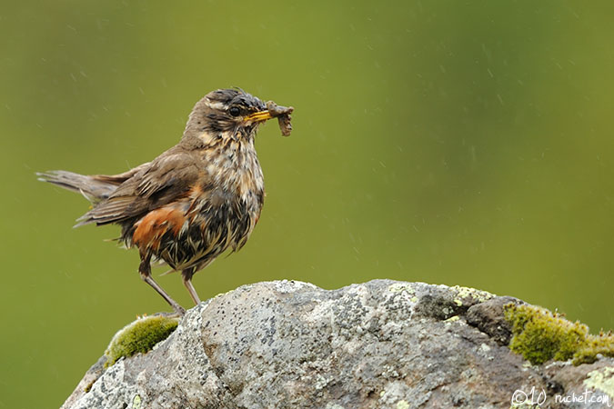 Rotdrossel - Turdus iliacus