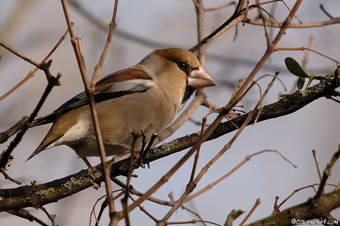 Grosbec casse-noyaux - Coccothraustes coccothraustes