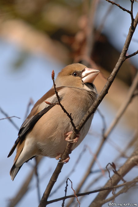 Grosbec casse-noyaux - Coccothraustes coccothraustes