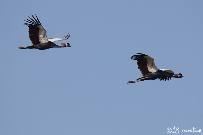 Gru coronata nera - Balearica pavonina