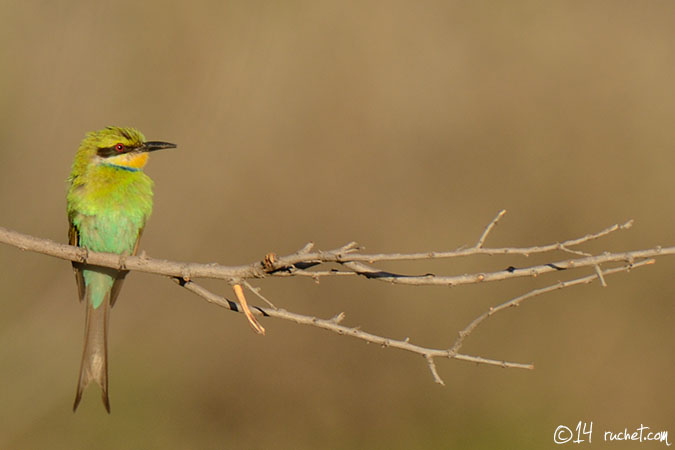 Guêpier à queue d'aronde - Merops hirundineus