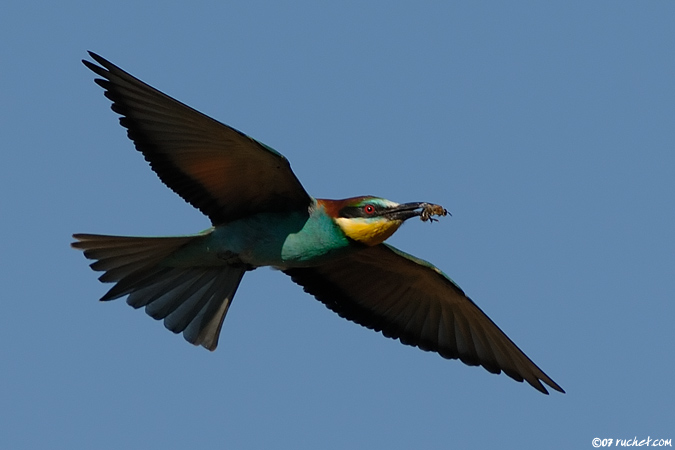 Guêpier d'Europe - Merops apiaster