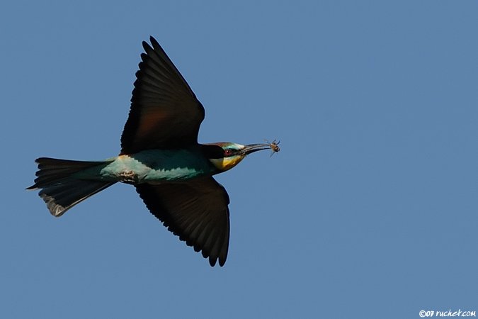 Guêpier d'Europe - Merops apiaster