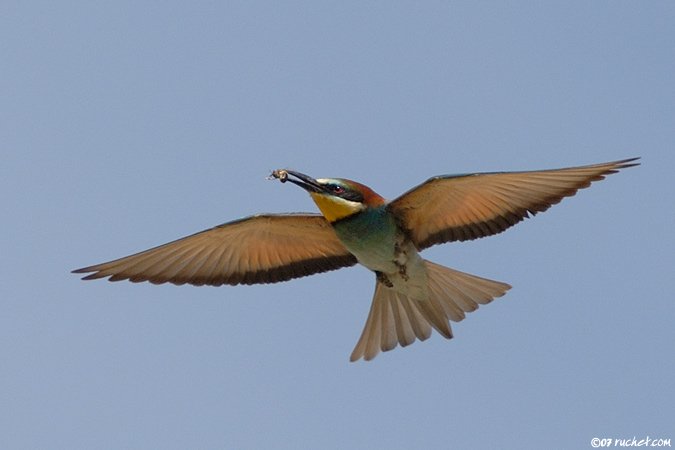 Guêpier d'Europe - Merops apiaster