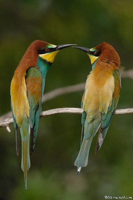 Gruccione - Merops apiaster