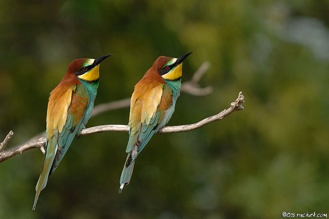Guêpier d'Europe - Merops apiaster