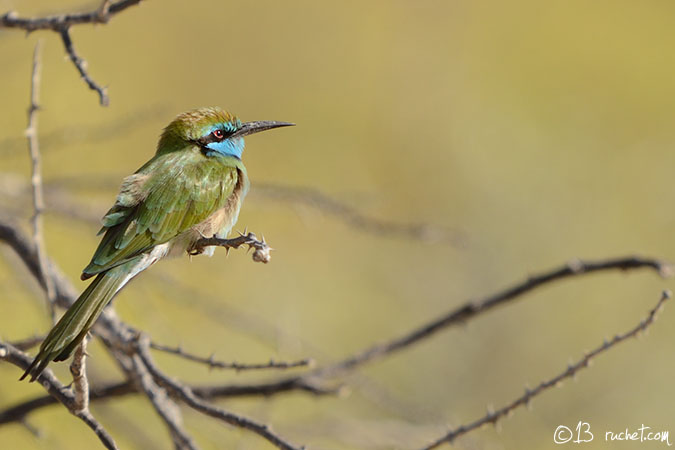 Gruccione verde piccolo - Merops orientalis