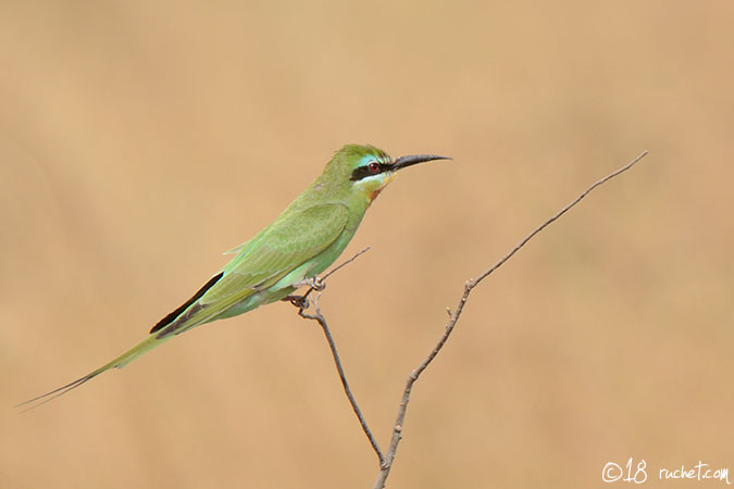 Gruccione guanceazzurre - Merops persicus