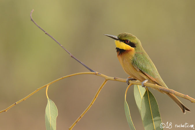 Little Bee-eater - Merops pusillus