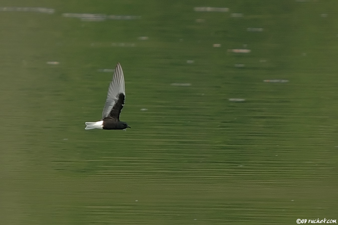 White-winged Tern - Chlidonias leucopterus