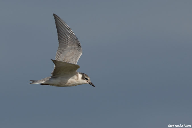 Black Tern - Chlidonias niger