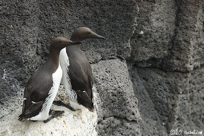 Common Guillemot  - Uria aalge