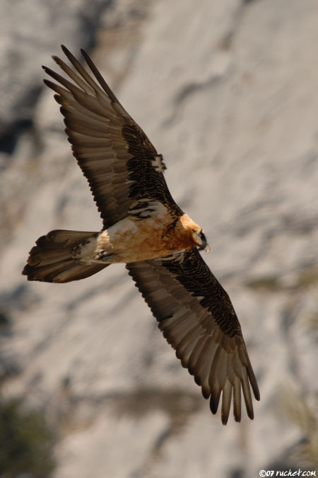 Gypaète barbu - Gypaetus barbatus