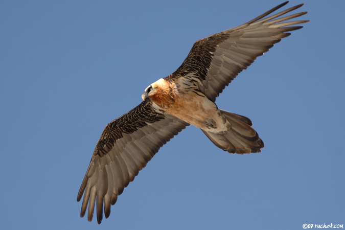 Gypaète barbu - Gypaetus barbatus