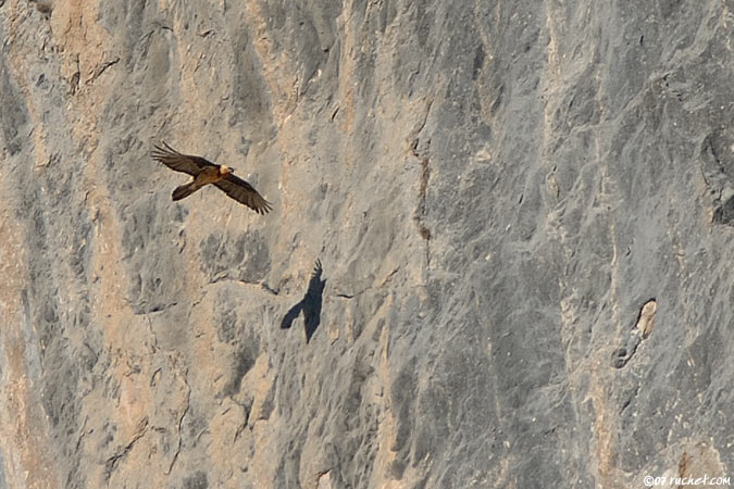 Gypaète barbu - Gypaetus barbatus