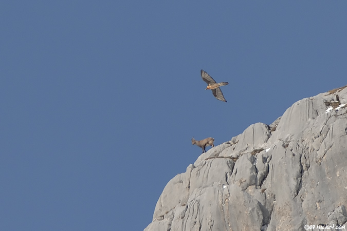 Gypaète barbu - Gypaetus barbatus