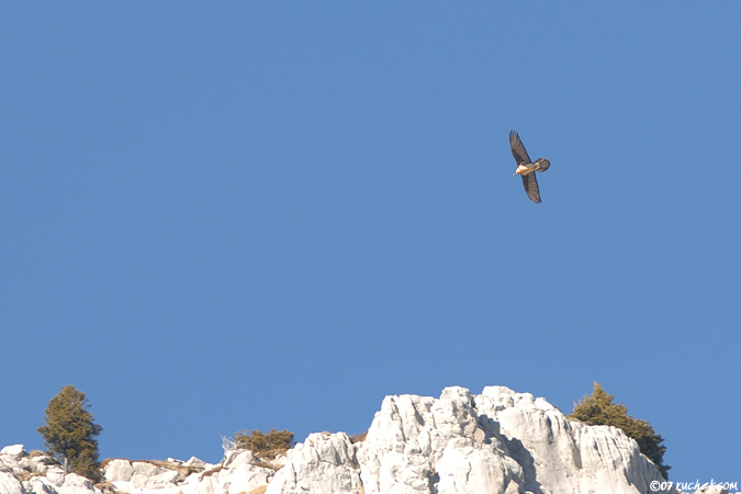 Bearded Vulture - Gypaetus barbatus