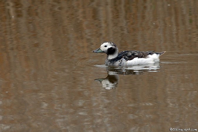 Eisente - Clangula hyemalis