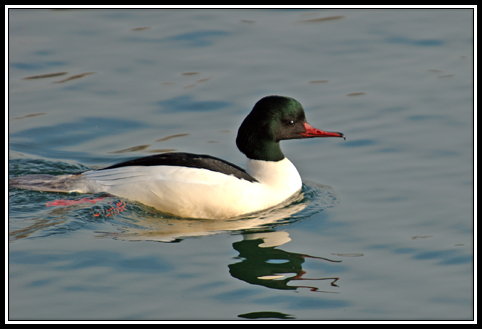 Harle bièvre - Mergus merganser