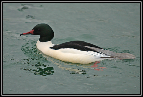 Harle bièvre - Mergus merganser