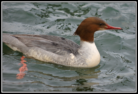 Harle bièvre - Mergus merganser