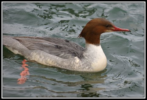 Gänsesäger - Mergus merganser