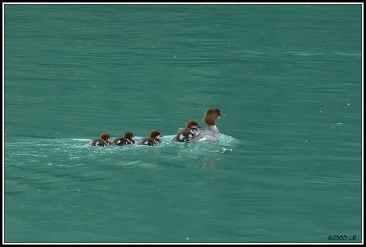 Harle bièvre - Mergus merganser