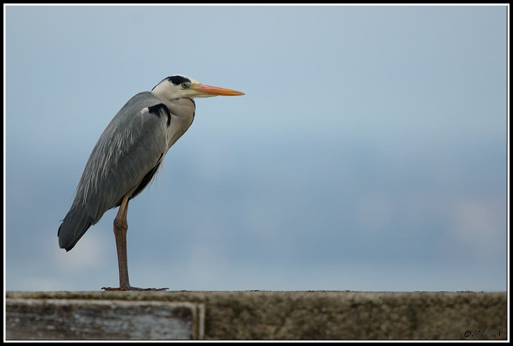 Héron cendré - Ardea cinerea